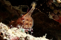 Raja Ampat 2016 - Saron app - Marbled shrimp - Crevette marbree ou saron - IMG_4166_rc